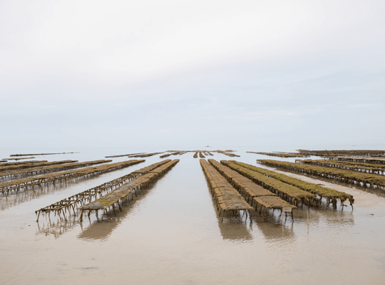 Les moules et huîtres de Gouville-Sur-Mer Transgourmet Origine