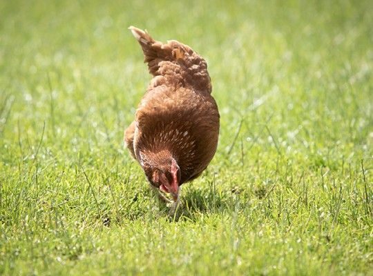 Œufs plein air du Maine Label Rouge Transgourmet Origine