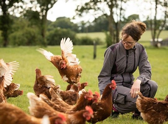 Œufs plein air du Maine Label Rouge Transgourmet Origine
