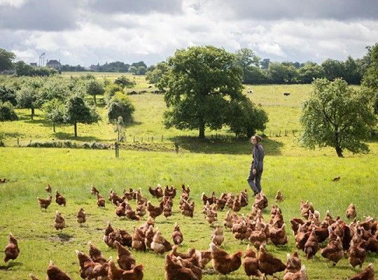Œufs plein air du Maine Label Rouge Transgourmet Origine