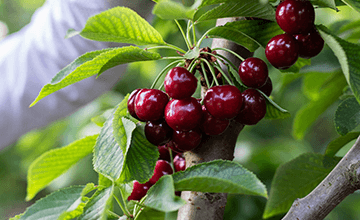 Cerises de Provence-Alpes-Côte d'Azur Transgourmet Origine