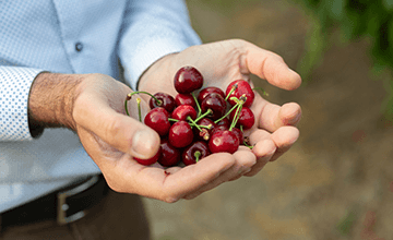 Cerises de Provence-Alpes-Côte d'Azur Transgourmet Origine