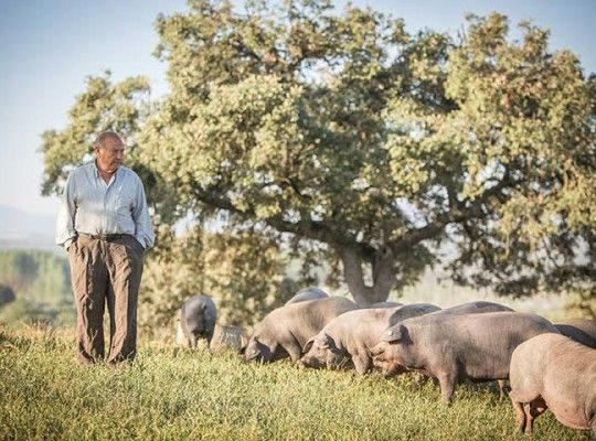 Porc Ibérique Transgourmet Origine