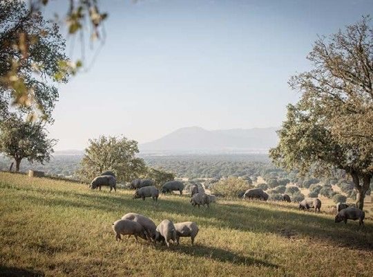 Porc Ibérique Transgourmet Origine