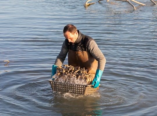 Huîtres fines de Claires IGP de Marennes-Oléron Transgourmet Origine