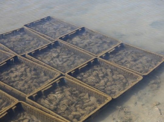 Huîtres fines de Claires IGP de Marennes-Oléron Transgourmet Origine