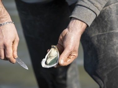 Huîtres fines de Claires IGP de Marennes-Oléron Transgourmet Origine