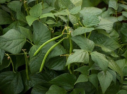 Légumes surgelés de Bretagne et Pays de la Loire Transgourmet Origine