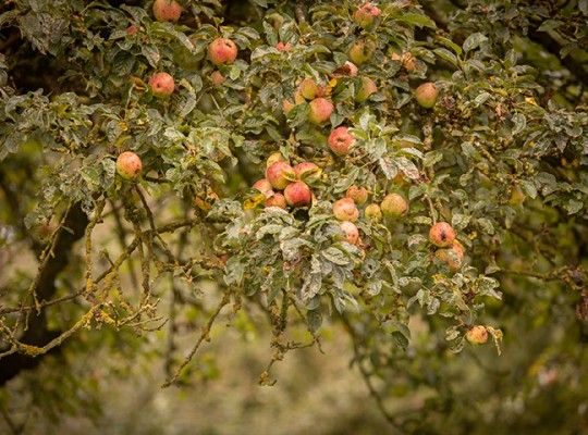 Pommes dans un arbre