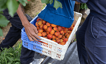 Abricots de Provence-Alpes-Côte d'Azur Transgourmet Origine