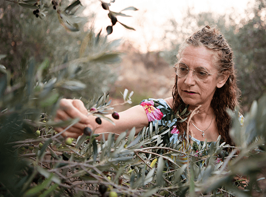 Huile d'olive de la vallée ensoleillée du Roussillon Transgourmet Origine