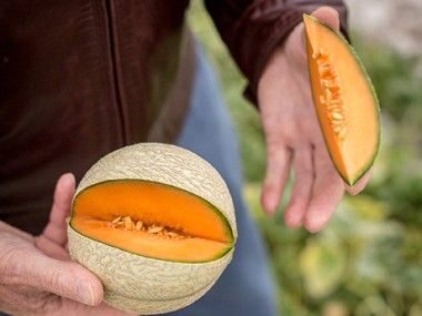 Melon Charentais IGP du Haut Poitou Transgourmet Origine