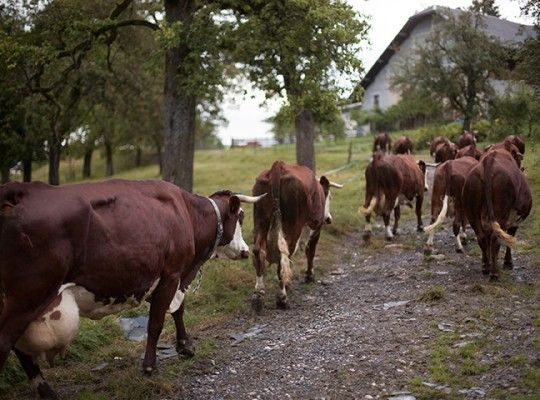 Des vaches Abondance
