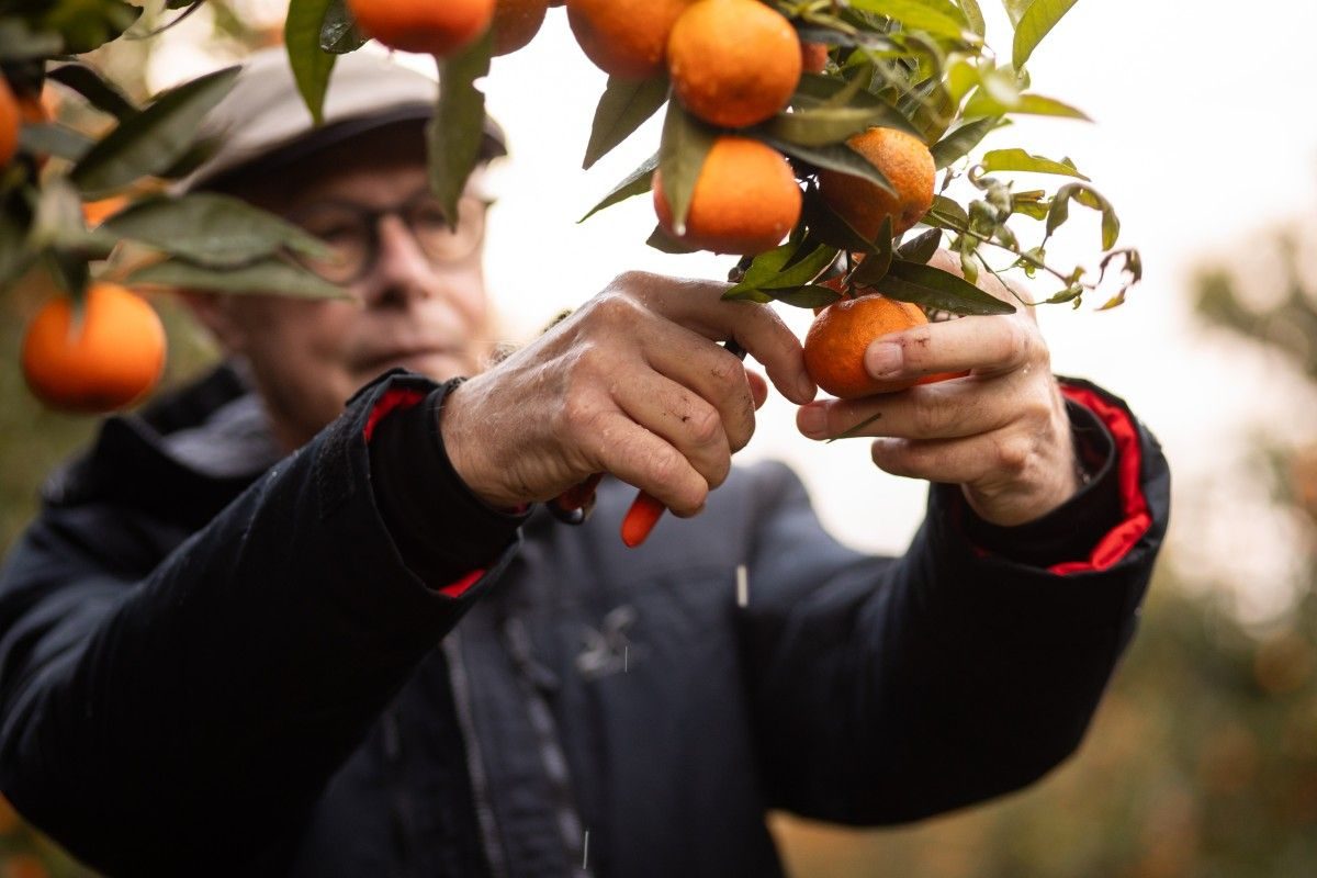 Clémentines de Corse Transgourmet Origine