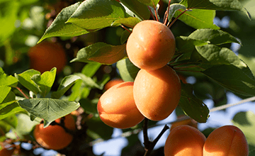 Abricots de Provence-Alpes-Côte d'Azur Transgourmet Origine