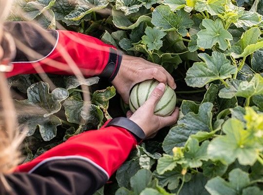 Melons de Cavaillon et les fraises Cléry de Carpentras Transgourmet Origine