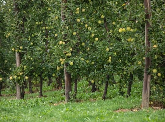 Pommes AOP du Limousin Transgourmet Origine