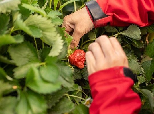 Melons de Cavaillon et les fraises Cléry de Carpentras Transgourmet Origine