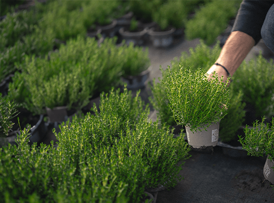 Herbes aromatiques de Provence Transgourmet Origine
