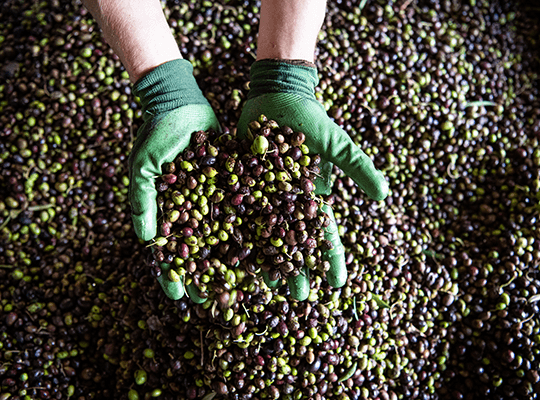 Récolte des olives