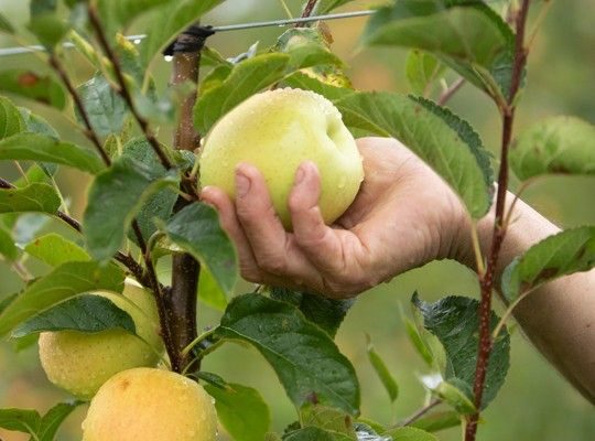 Pommes AOP du Limousin Transgourmet Origine
