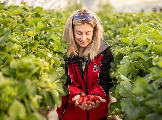 Melons de Cavaillon et les fraises Cléry de Carpentras Transgourmet Origine