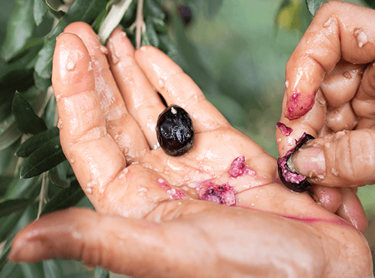 Olive de la vallée ensoleillée du Roussillon Transgourmet Origine