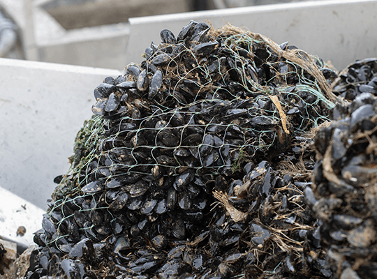 Les moules et huîtres de Gouville-Sur-Mer Transgourmet Origine