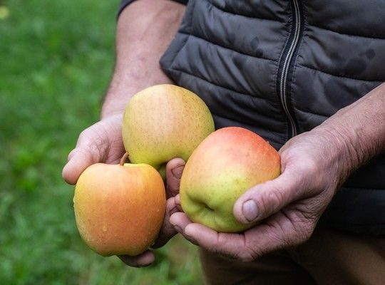Pommes AOP du Limousin Transgourmet Origine