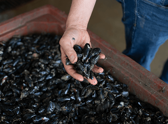 Les moules et huîtres de Gouville-Sur-Mer Transgourmet Origine