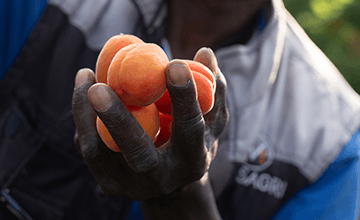 Abricots de Provence-Alpes-Côte d'Azur Transgourmet Origine