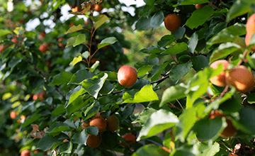 Abricots de Provence-Alpes-Côte d'Azur Transgourmet Origine