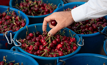Cerises de Provence-Alpes-Côte d'Azur Transgourmet Origine