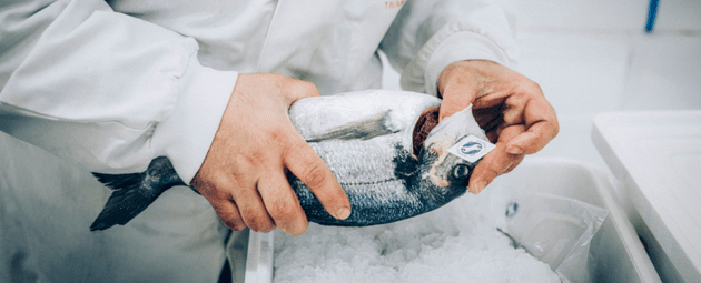Vérification de la fraîcheur d'un poisson