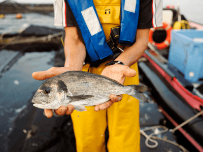 Un poisson tout juste pêché dans les mains du pêcheur