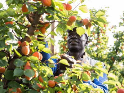 Un homme cueille des abricots à la main