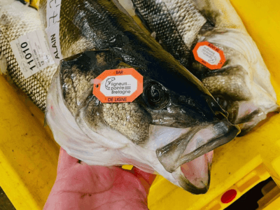 Des poissons justes pêchés en criée Transgourmet Seafood