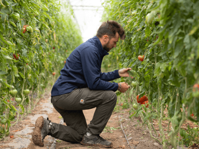 Un producteur récolte des tomates