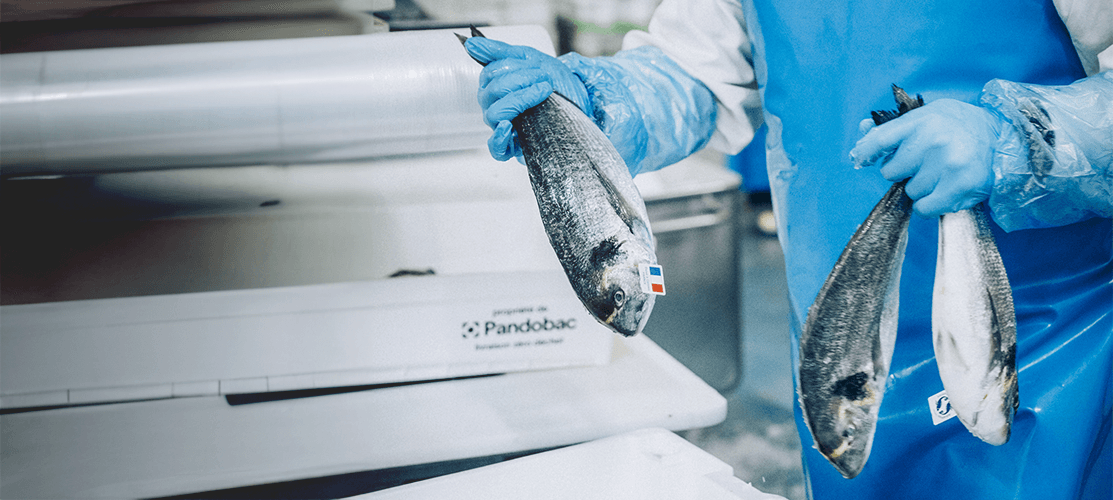 Des poissons entiers dans l'atelier de découpe Transgourmet Seafood