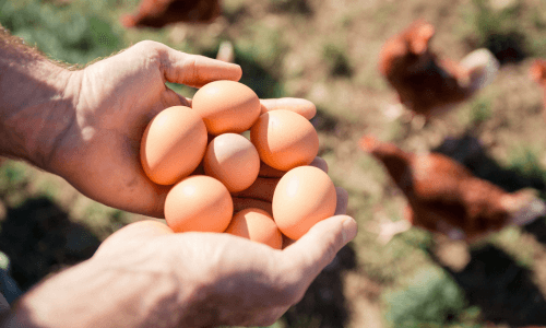 Des œufs dans les mains d'un producteur