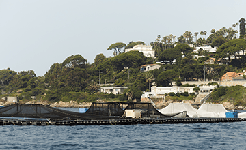 Pêche de bars et daurades royales de la Côte d'Azur Transgourmet Origine
