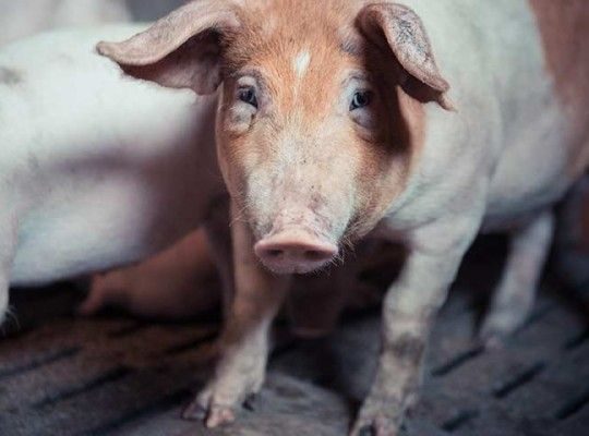 Porc du pays Basque du Domaine Abotia Transgourmet Origine