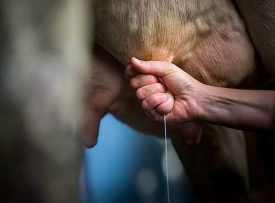 Traite des vaches