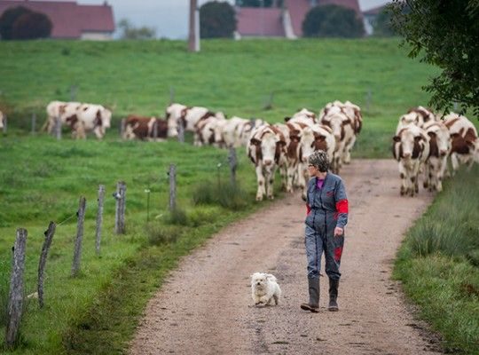 Comté et Morbier AOP de Franche Comté Transgourmet Origine