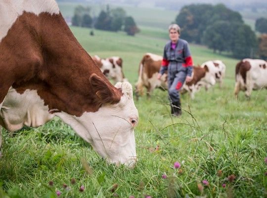 Comté et Morbier AOP de Franche Comté Transgourmet Origine