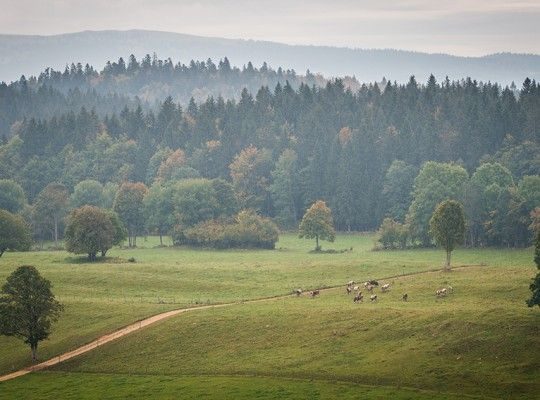 Paysage de Franche Comté