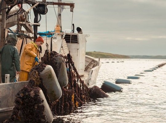Moules bio d'Irlande de la famille Mulloy Transgourmet Origine