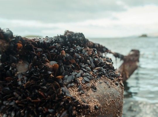 Moules bio d'Irlande de la famille Mulloy Transgourmet Origine