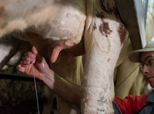 Traite de vache laitière