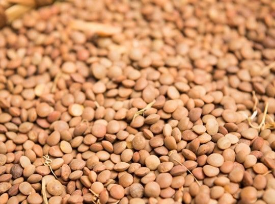 Lentilles blondes de Saint-Flour Transgourmet Origine